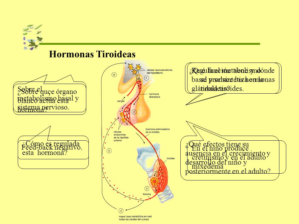 Hormonas Tiroideas ¿Qué función tiene y dónde se produce las hormonas tiroideas Regula el metabolismo.
