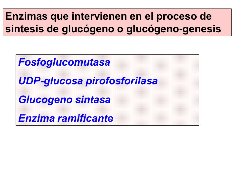 Enzimas que intervienen en el proceso de sintesis de glucógeno o glucógeno-genesis