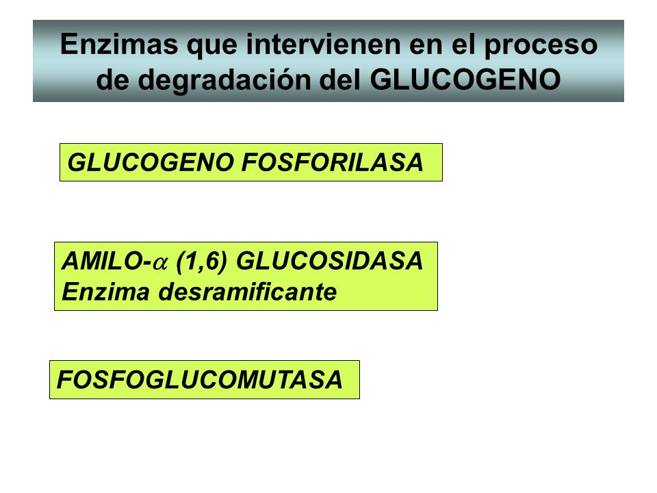Enzimas que intervienen en el proceso de degradación del GLUCOGENO