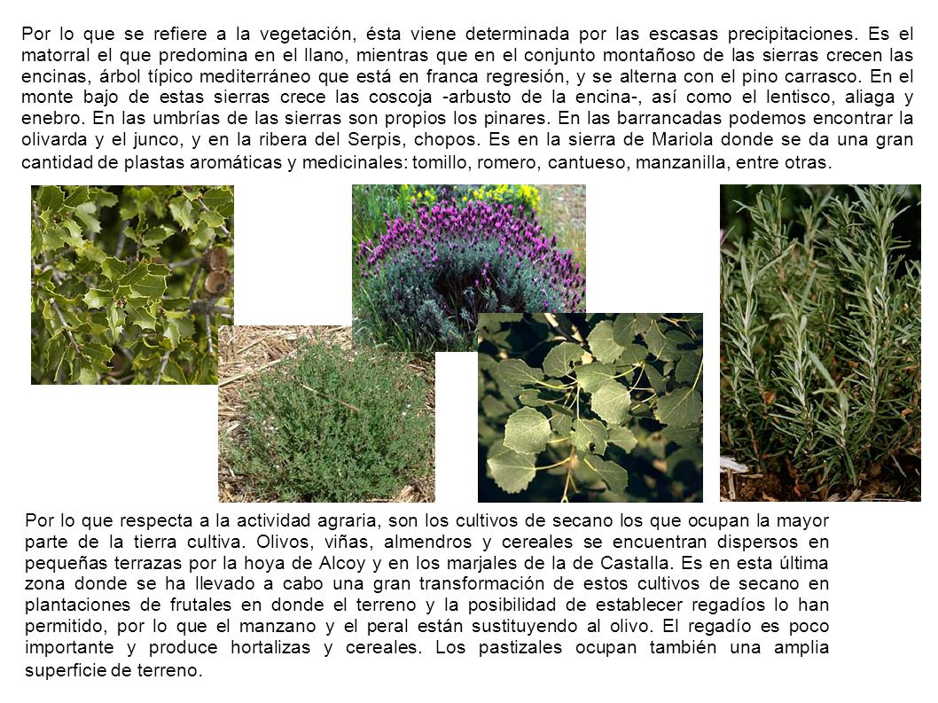 Por lo que se refiere a la vegetación, ésta viene determinada por las escasas precipitaciones. Es el matorral el que predomina en el llano, mientras que en el conjunto montañoso de las sierras crecen las encinas, árbol típico mediterráneo que está en franca regresión, y se alterna con el pino carrasco. En el monte bajo de estas sierras crece las coscoja -arbusto de la encina-, así como el lentisco, aliaga y enebro. En las umbrías de las sierras son propios los pinares. En las barrancadas podemos encontrar la olivarda y el junco, y en la ribera del Serpis, chopos. Es en la sierra de Mariola donde se da una gran cantidad de plastas aromáticas y medicinales: tomillo, romero, cantueso, manzanilla, entre otras.
