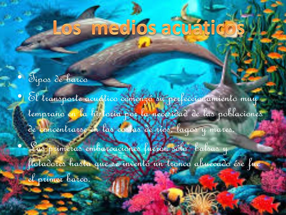 Los medios acuáticos Tipos de barco