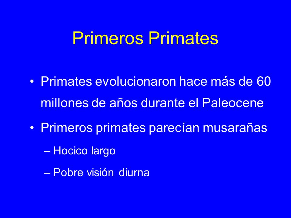 Primeros Primates Primates evolucionaron hace más de 60 millones de años durante el Paleocene. Primeros primates parecían musarañas.