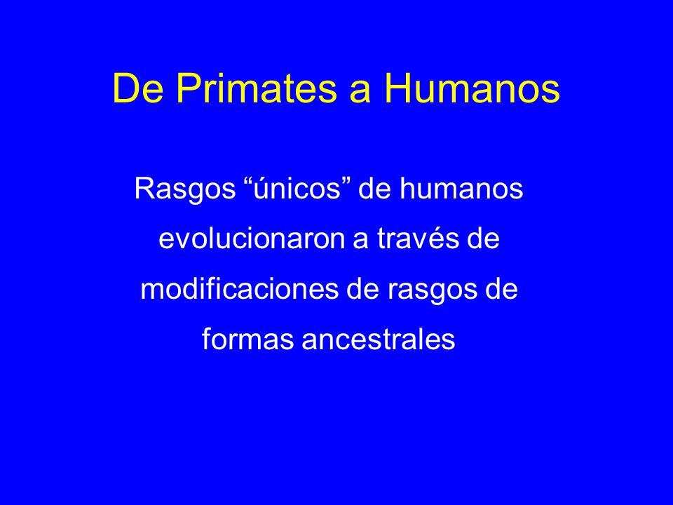 De Primates a Humanos Rasgos únicos de humanos evolucionaron a través de modificaciones de rasgos de formas ancestrales.