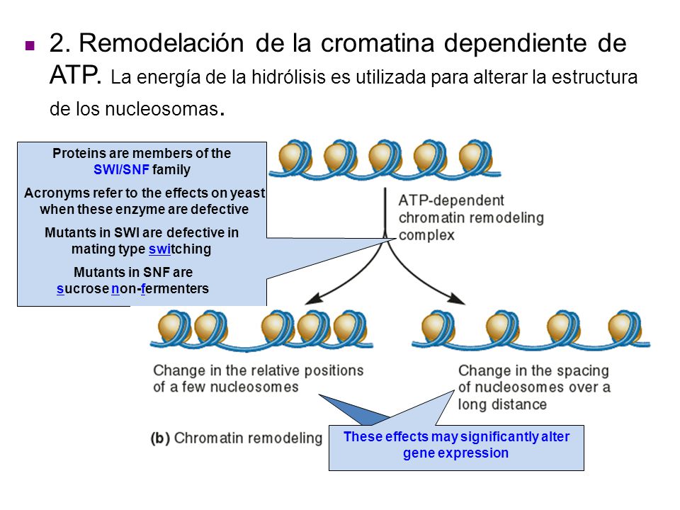 2. Remodelación de la cromatina dependiente de ATP