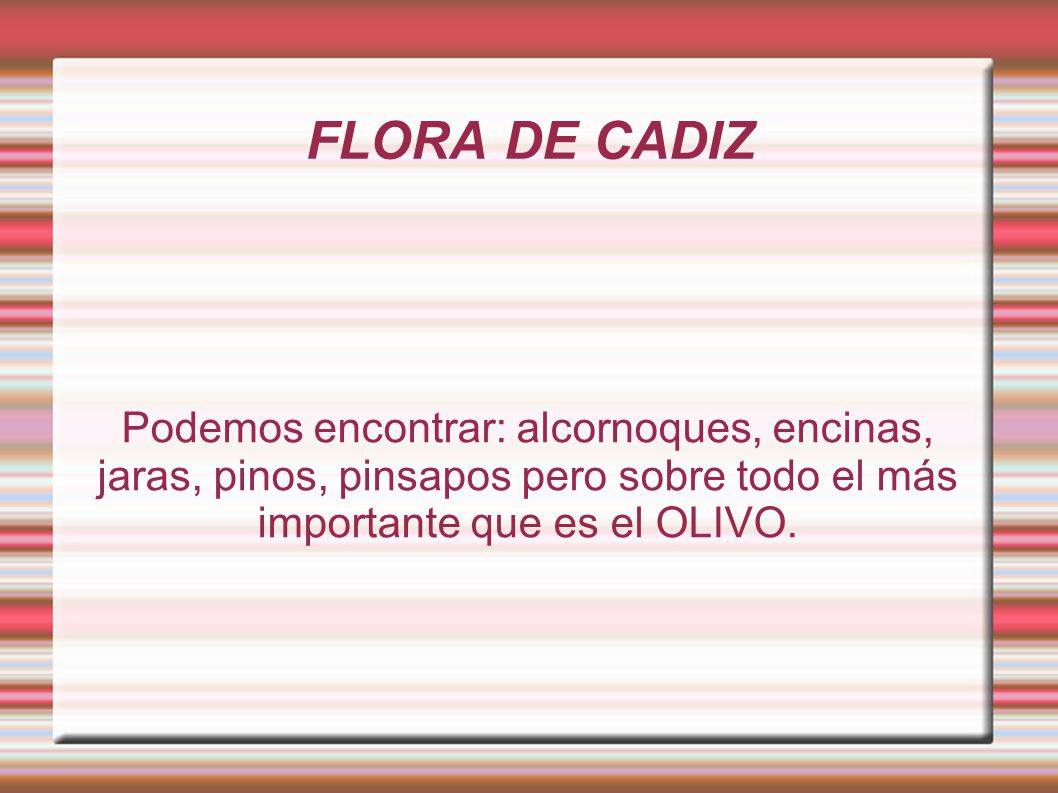 FLORA DE CADIZ Podemos encontrar: alcornoques, encinas, jaras, pinos, pinsapos pero sobre todo el más importante que es el OLIVO.