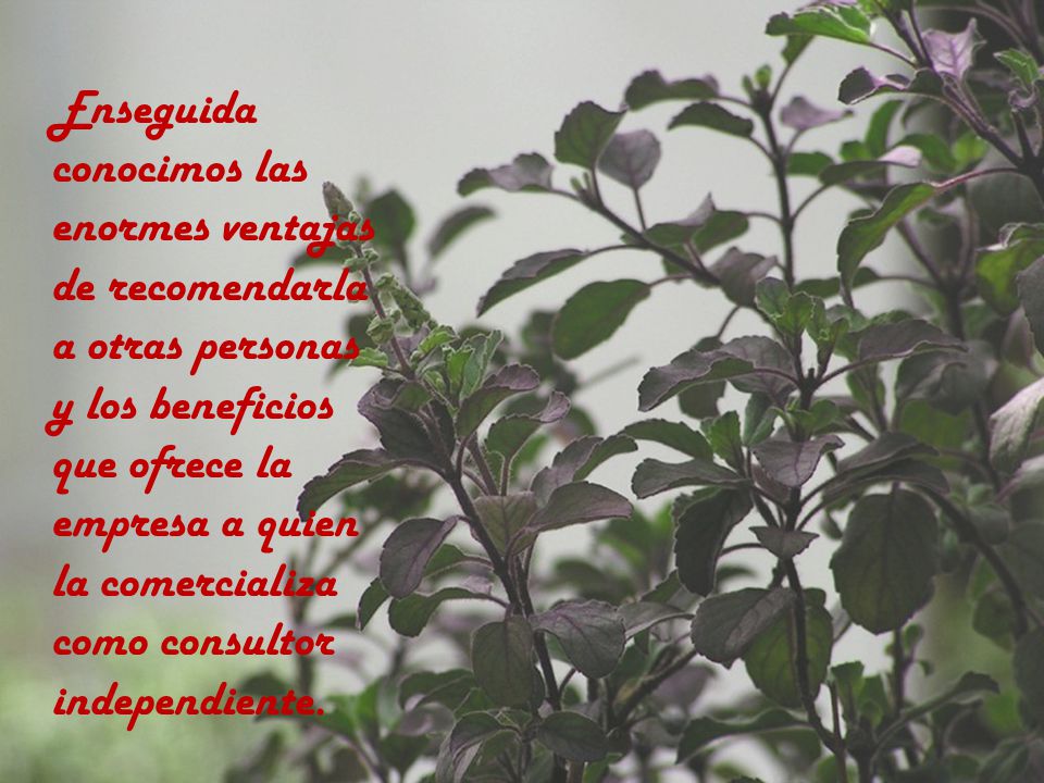 Enseguida conocimos las enormes ventajas de recomendarla a otras personas y los beneficios que ofrece la empresa a quien la comercializa como consultor independiente.