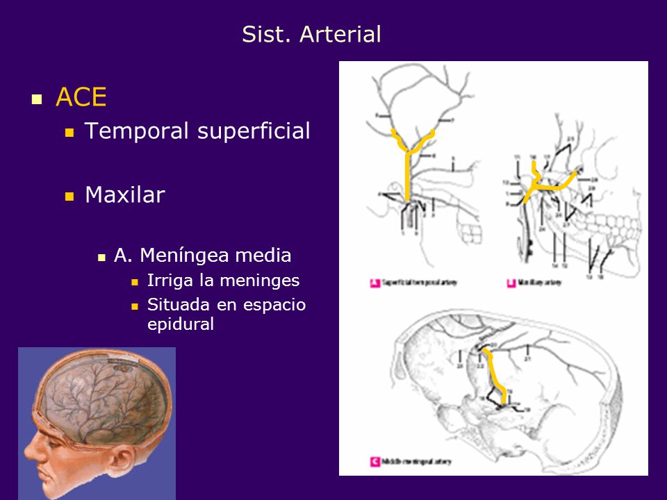 ACE Sist. Arterial Temporal superficial Maxilar A. Meníngea media