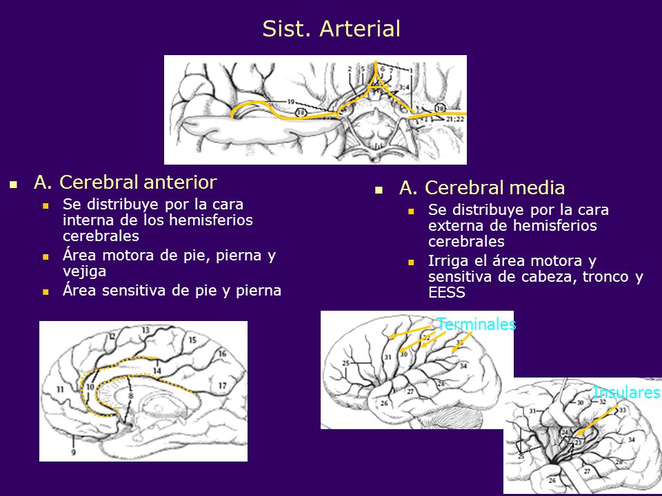 Sist. Arterial A. Cerebral anterior A. Cerebral media Terminales
