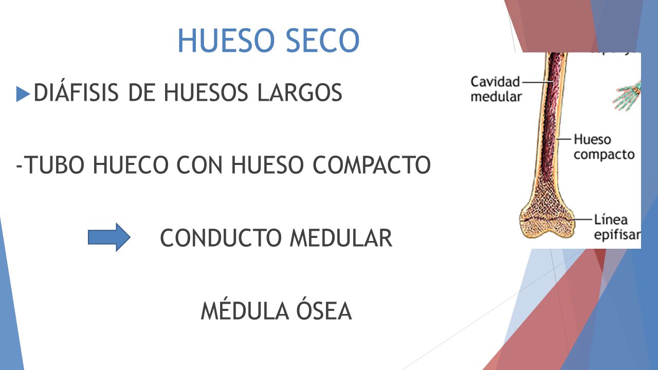 HUESO SECO DIÁFISIS DE HUESOS LARGOS -TUBO HUECO CON HUESO COMPACTO