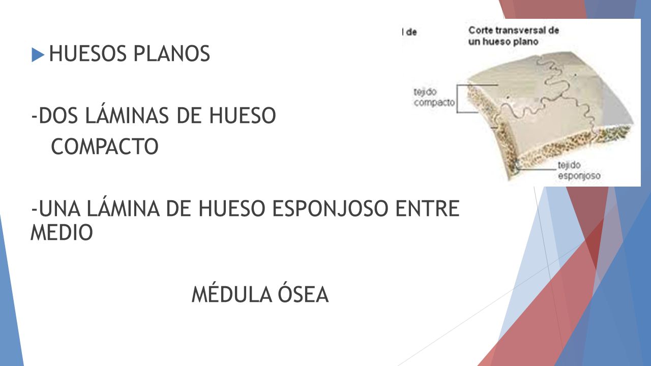 HUESOS PLANOS -DOS LÁMINAS DE HUESO. COMPACTO. -UNA LÁMINA DE HUESO ESPONJOSO ENTRE MEDIO.