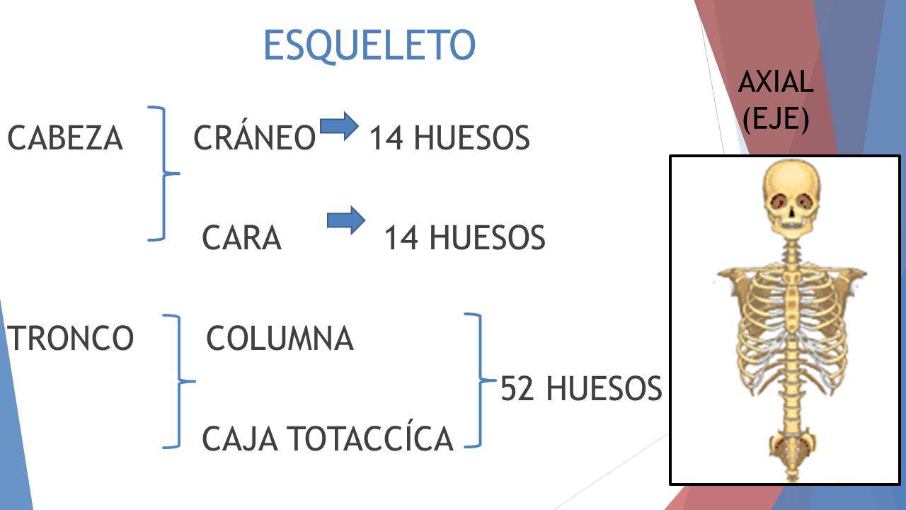 ESQUELETO CABEZA CRÁNEO 14 HUESOS CARA 14 HUESOS TRONCO COLUMNA