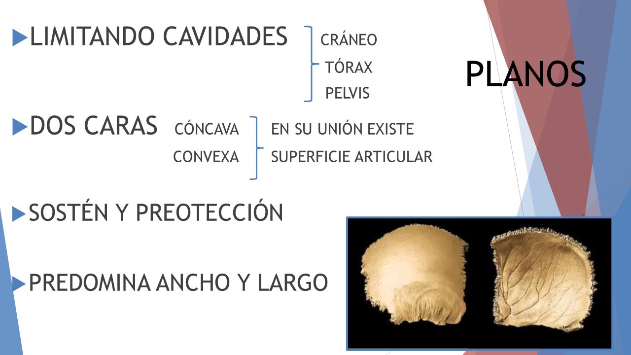 PLANOS LIMITANDO CAVIDADES CRÁNEO DOS CARAS CÓNCAVA EN SU UNIÓN EXISTE