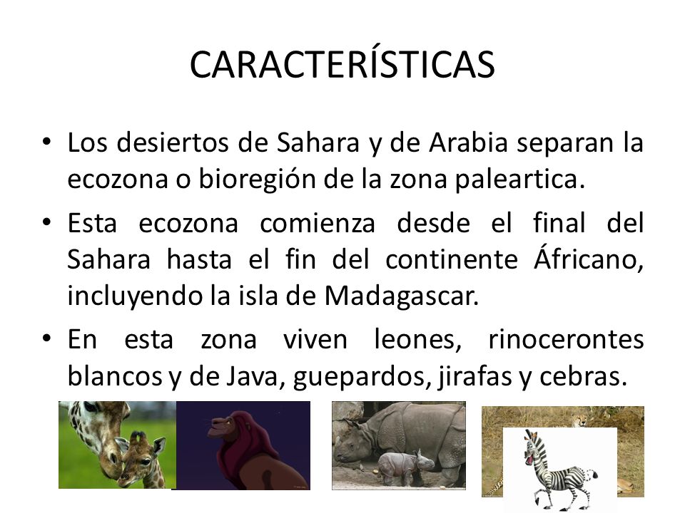 CARACTERÍSTICAS Los desiertos de Sahara y de Arabia separan la ecozona o bioregión de la zona paleartica.