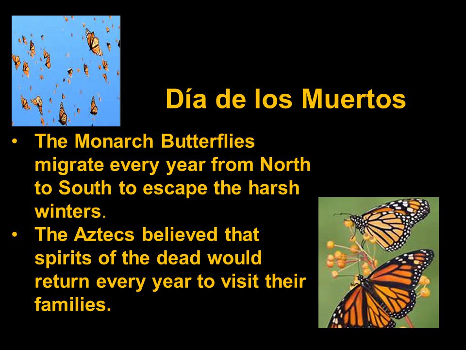 Día de los Muertos The Monarch Butterflies migrate every year from North to South to escape the harsh winters.