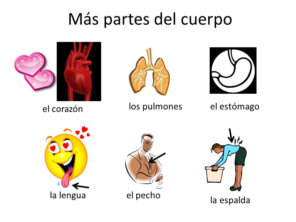 Más partes del cuerpo los pulmones el estómago el corazón la lengua