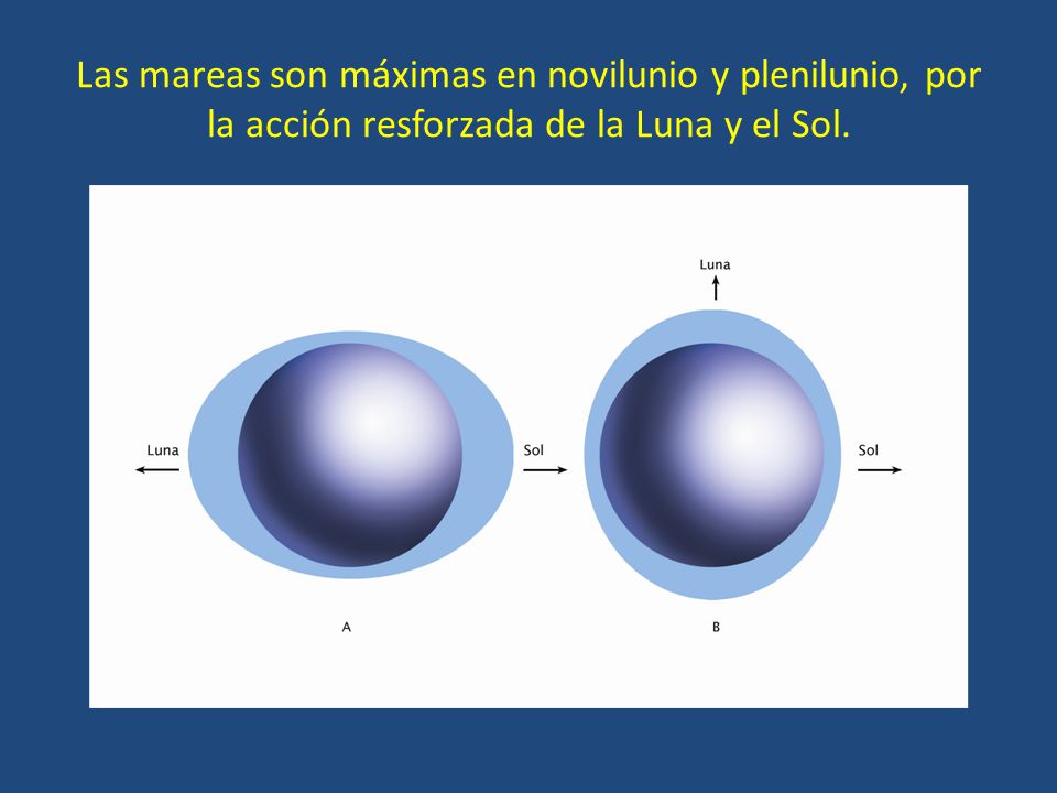 Las mareas son máximas en novilunio y plenilunio, por la acción resforzada de la Luna y el Sol.