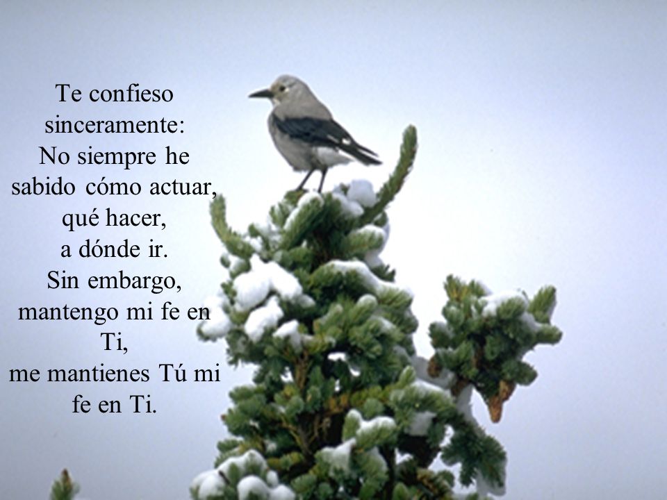 Te confieso sinceramente: No siempre he sabido cómo actuar, qué hacer, a dónde ir.