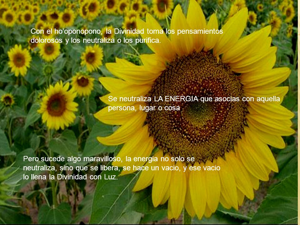 Con el ho’oponopono, la Divinidad toma los pensamientos dolorosos y los neutraliza o los purifica.