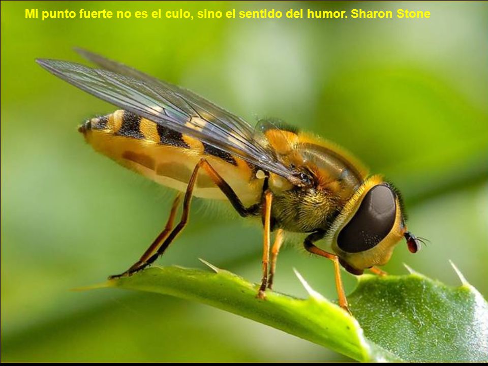 Mi punto fuerte no es el culo, sino el sentido del humor. Sharon Stone