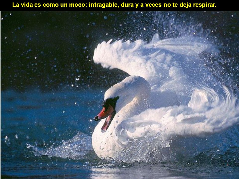 La vida es como un moco: intragable, dura y a veces no te deja respirar.