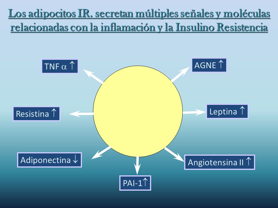 Los adipocitos IR. secretan múltiples señales y moléculas relacionadas con la inflamación y la Insulino Resistencia