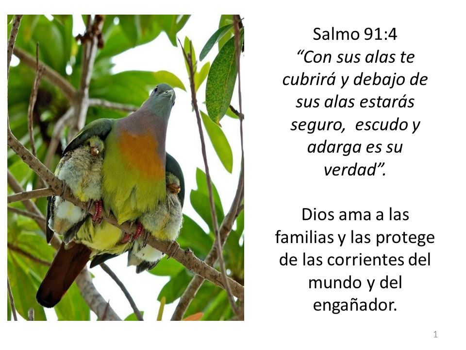 Salmo 91:4 Con sus alas te cubrirá y debajo de sus alas estarás seguro, escudo y adarga es su verdad .