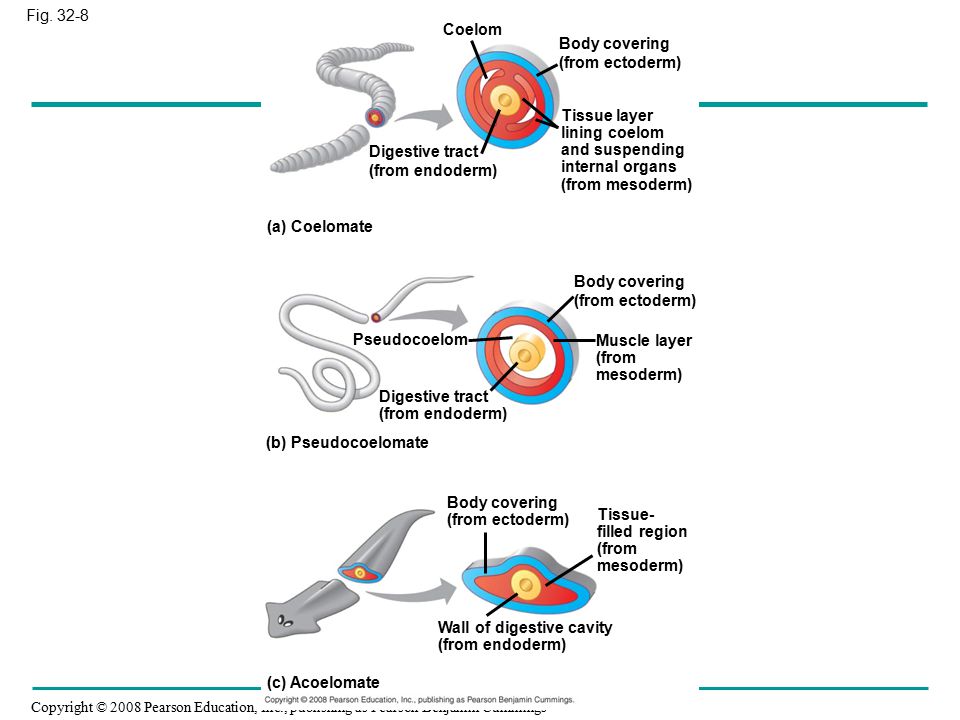 Fig Coelom. Body covering. (from ectoderm) Tissue layer. lining coelom. and suspending. internal organs.
