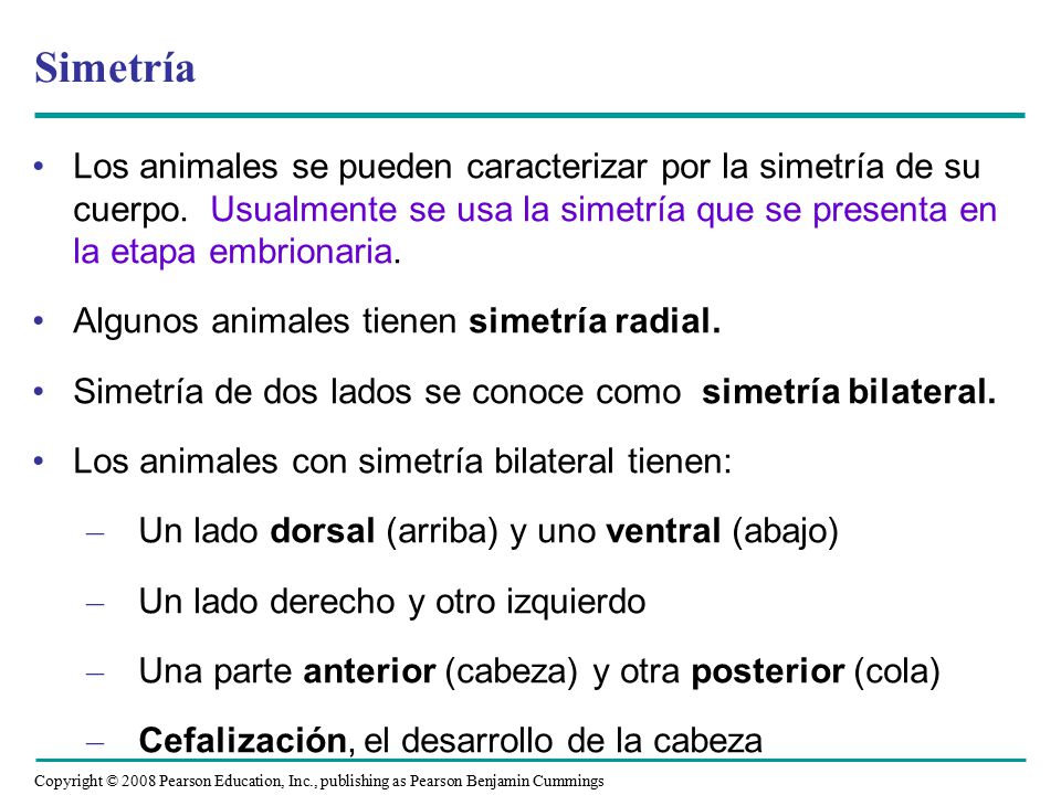 Simetría Los animales se pueden caracterizar por la simetría de su cuerpo. Usualmente se usa la simetría que se presenta en la etapa embrionaria.