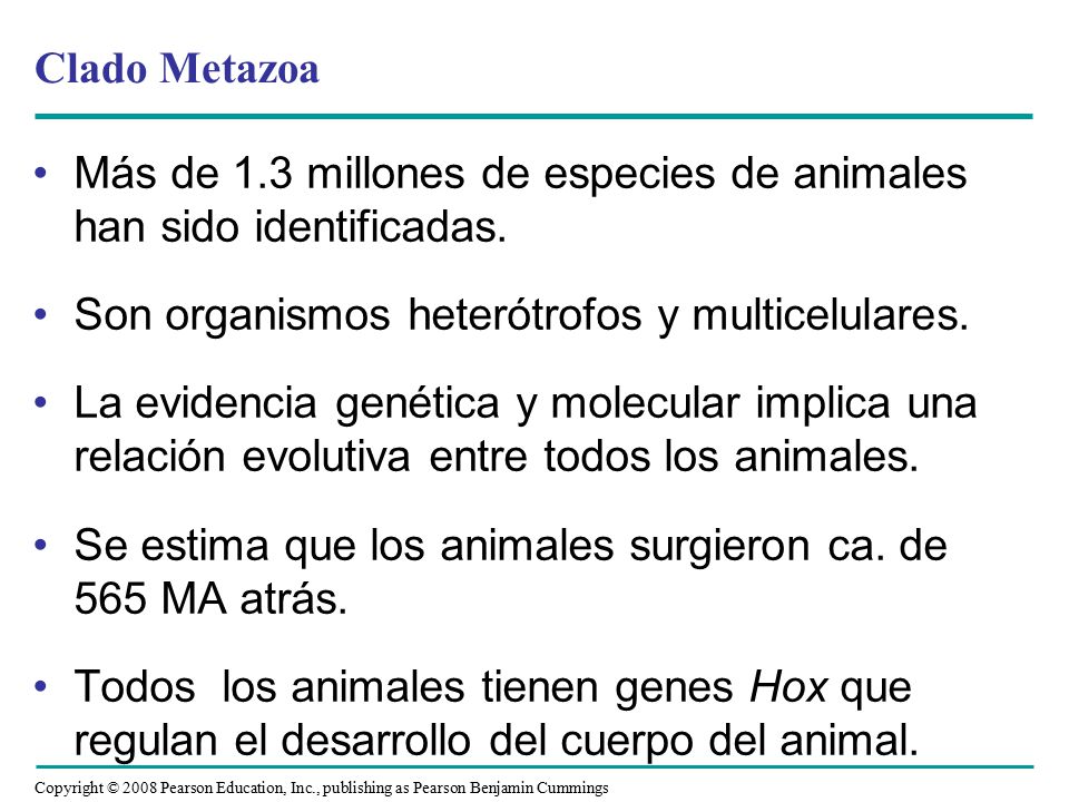 Clado Metazoa Más de 1.3 millones de especies de animales han sido identificadas. Son organismos heterótrofos y multicelulares.