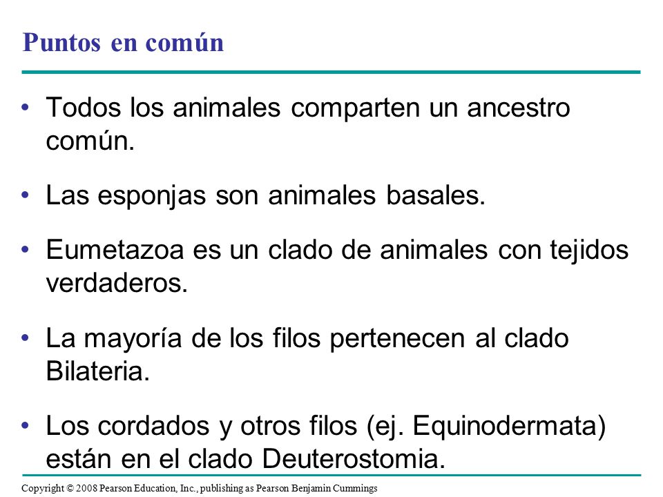Puntos en común Todos los animales comparten un ancestro común. Las esponjas son animales basales.