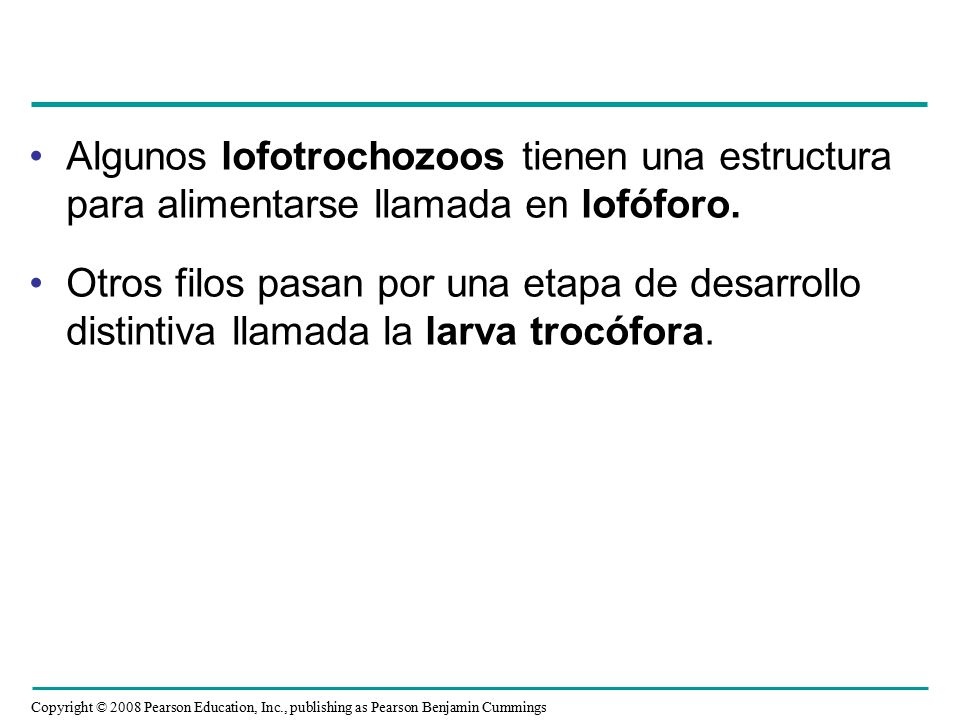 Algunos lofotrochozoos tienen una estructura para alimentarse llamada en lofóforo.