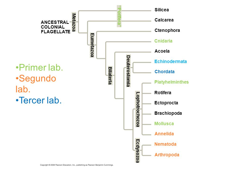 Primer lab. Segundo lab. Tercer lab. Silicea Porifera Metazoa