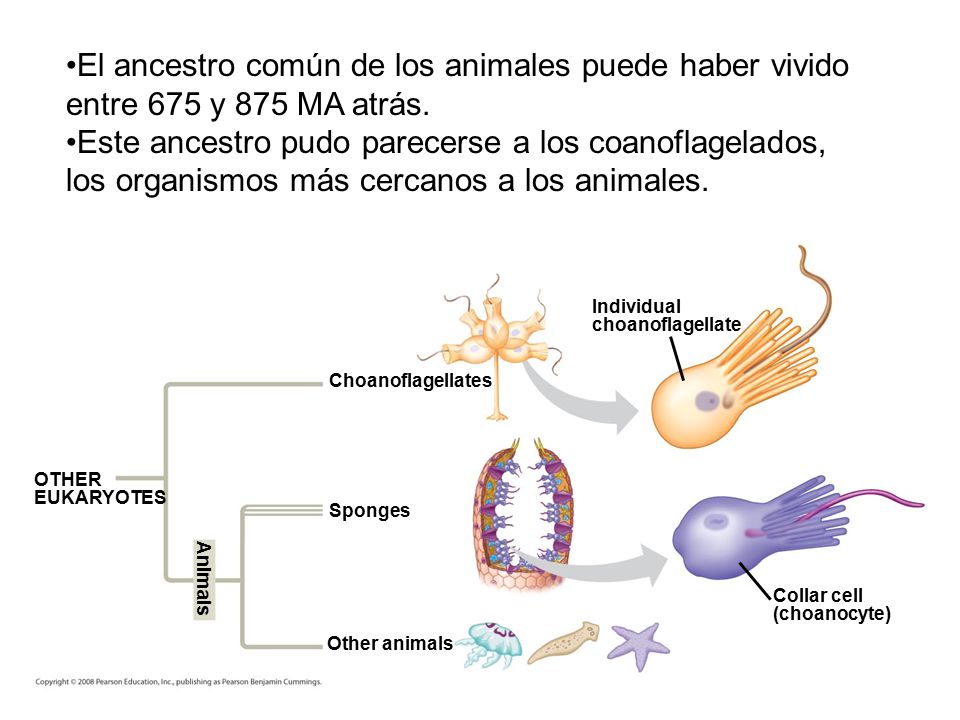 El ancestro común de los animales puede haber vivido entre 675 y 875 MA atrás.