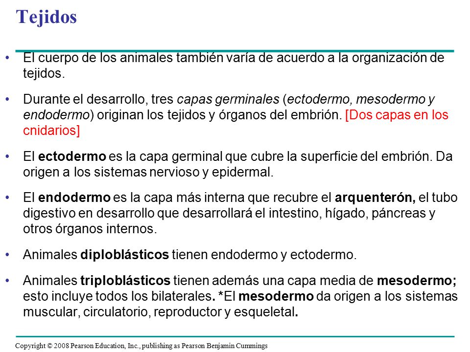 Tejidos El cuerpo de los animales también varía de acuerdo a la organización de tejidos.