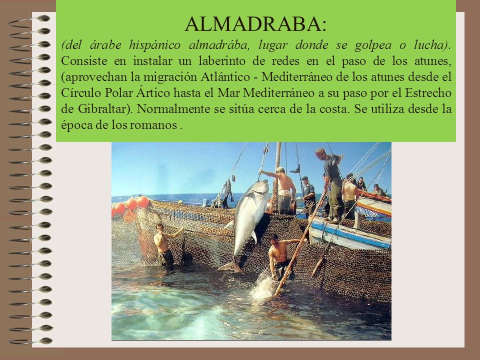 ALMADRABA: (del árabe hispánico almadrába, lugar donde se golpea o lucha).