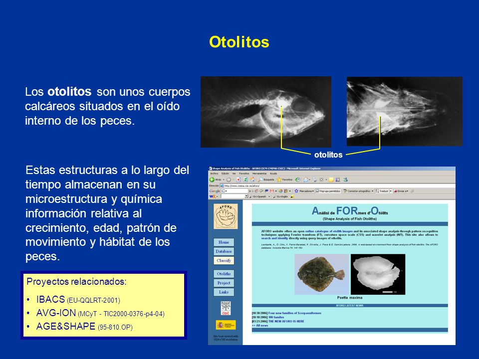 Otolitos otolitos. Los otolitos son unos cuerpos calcáreos situados en el oído interno de los peces.