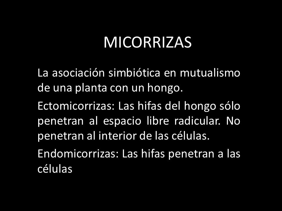 MICORRIZAS La asociación simbiótica en mutualismo de una planta con un hongo.