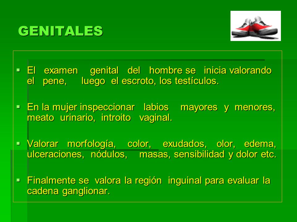 GENITALES El examen genital del hombre se inicia valorando el pene, luego el escroto, los testículos.