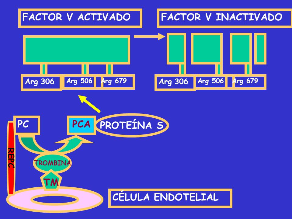 FACTOR V INACTIVADO FACTOR V ACTIVADO PC PCA TM PROTEÍNA S