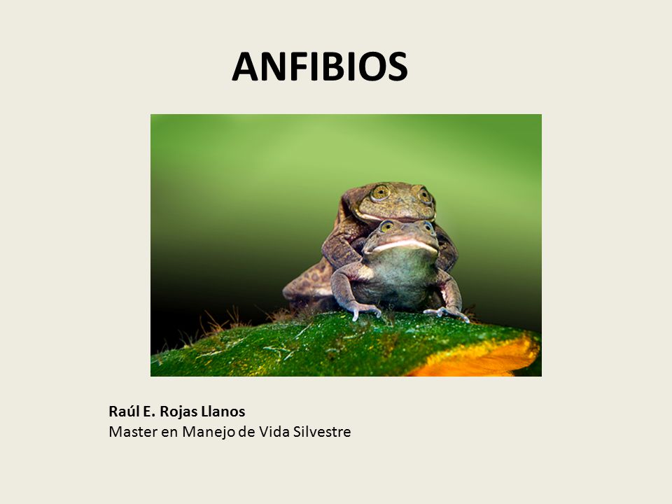 ANFIBIOS Raúl E. Rojas Llanos Master en Manejo de Vida Silvestre