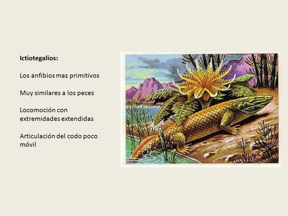 Ictiotegalios: Los anfibios mas primitivos. Muy similares a los peces. Locomoción con extremidades extendidas.