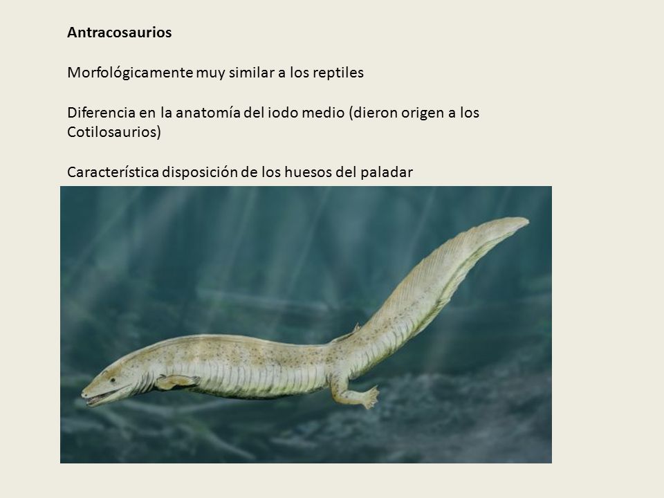 Antracosaurios Morfológicamente muy similar a los reptiles. Diferencia en la anatomía del iodo medio (dieron origen a los Cotilosaurios)