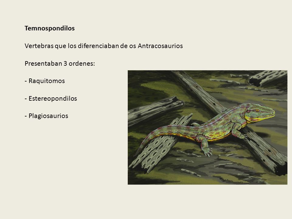 Temnospondilos Vertebras que los diferenciaban de os Antracosaurios. Presentaban 3 ordenes: - Raquitomos.
