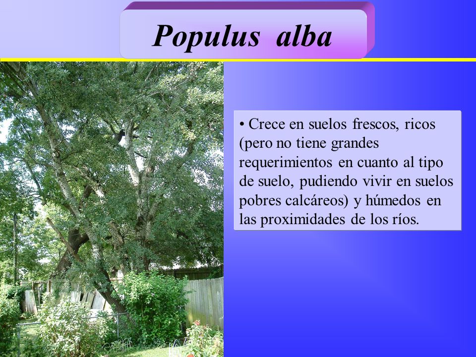 Populus alba