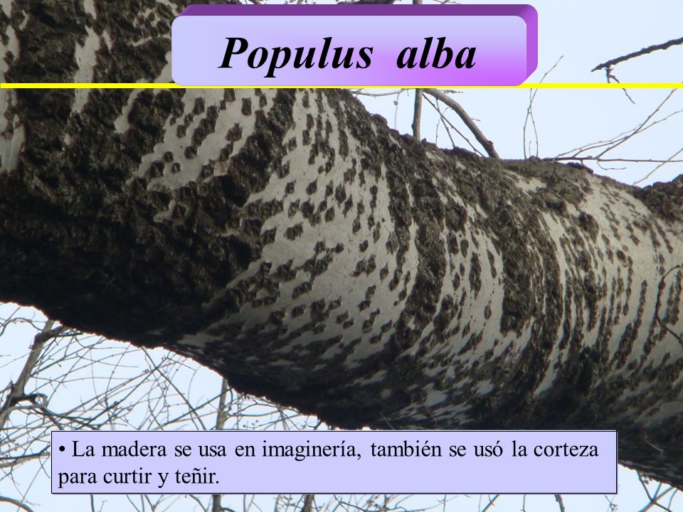 Populus alba La madera se usa en imaginería, también se usó la corteza para curtir y teñir.