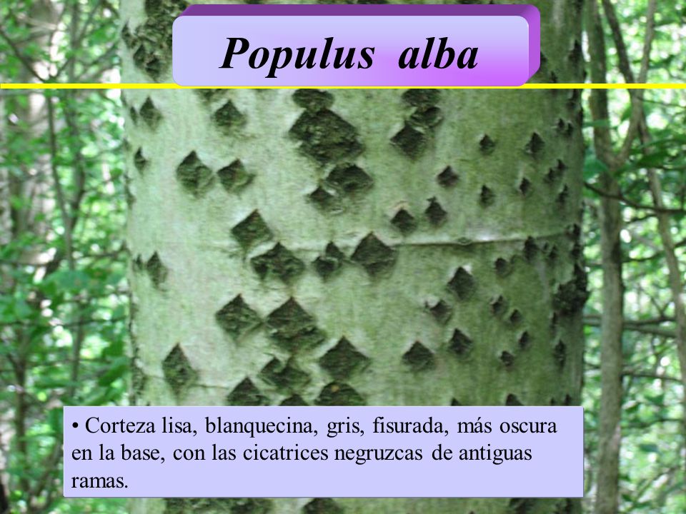 Populus alba Corteza lisa, blanquecina, gris, fisurada, más oscura en la base, con las cicatrices negruzcas de antiguas ramas.