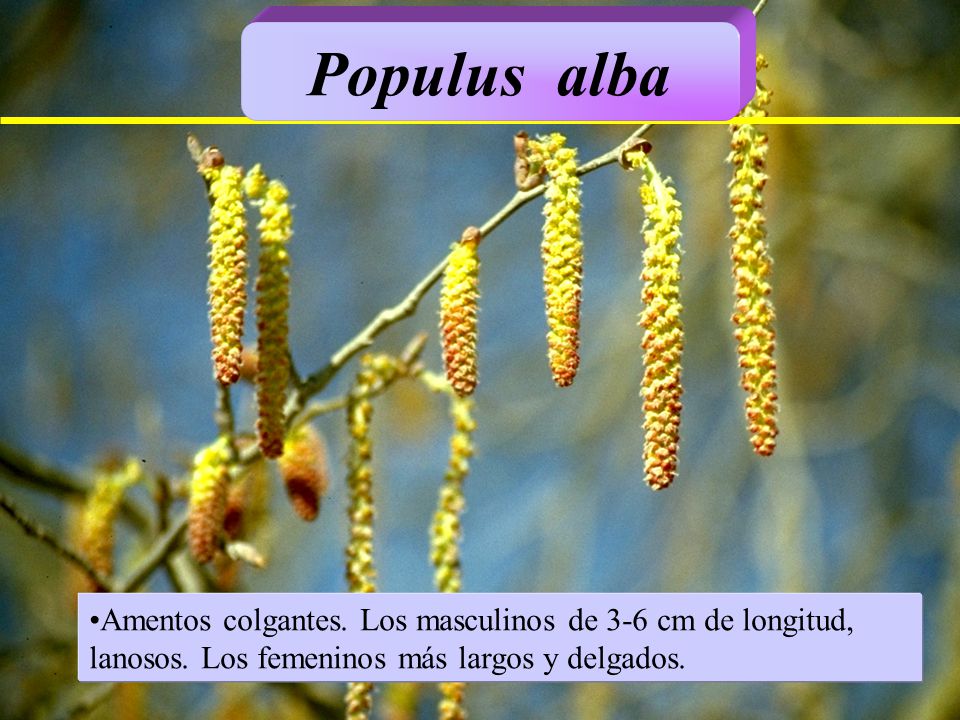 Populus alba Amentos colgantes. Los masculinos de 3-6 cm de longitud, lanosos.