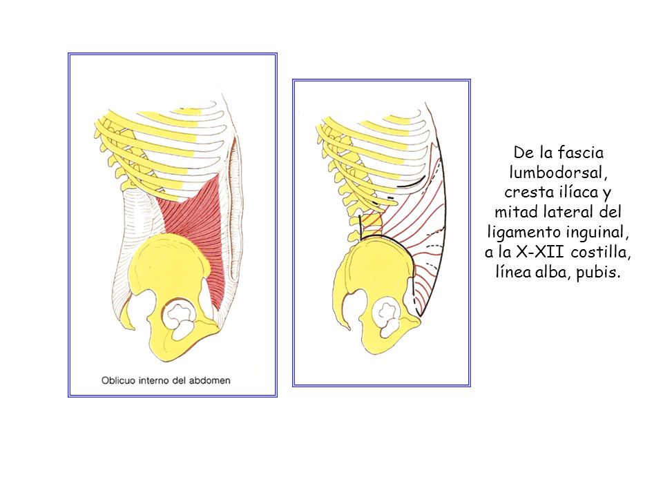 De la fascia lumbodorsal, cresta ilíaca y mitad lateral del ligamento inguinal, a la X-XII costilla, línea alba, pubis.