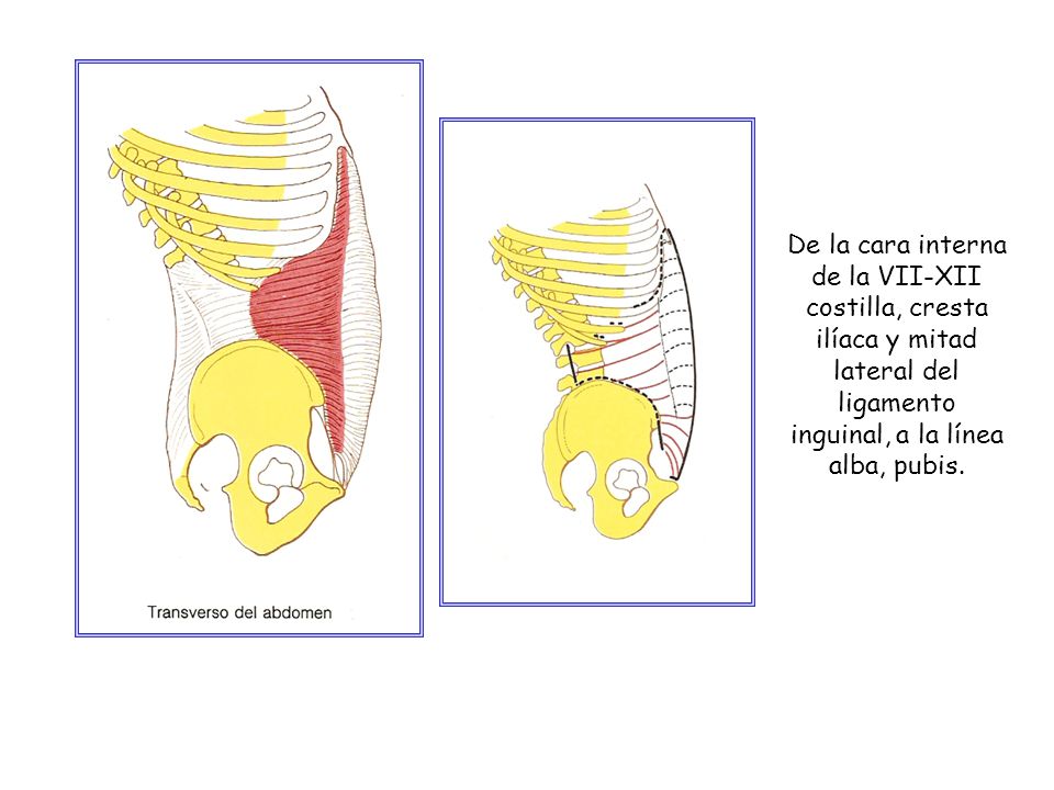 De la cara interna de la VII-XII costilla, cresta ilíaca y mitad lateral del ligamento inguinal, a la línea alba, pubis.