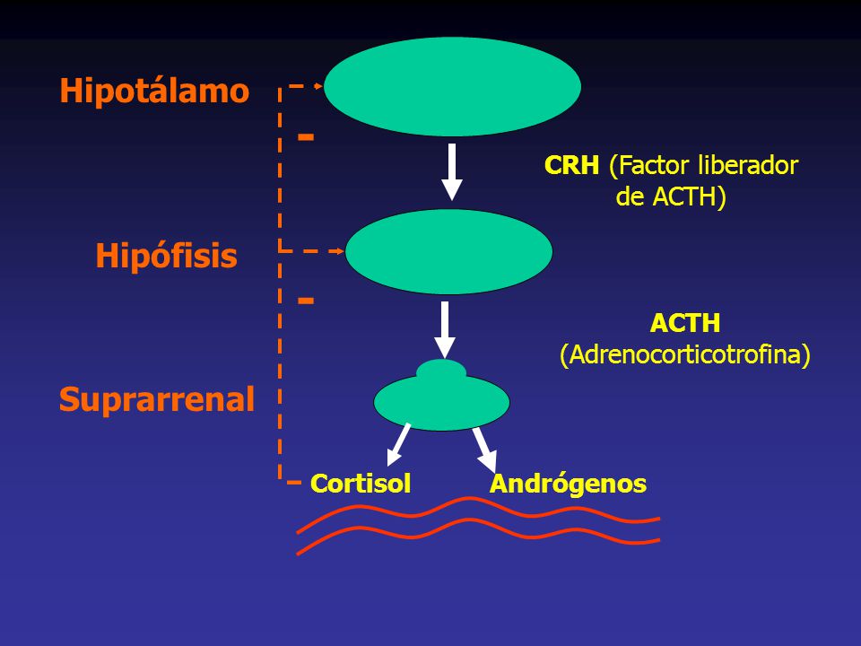 - - Hipotálamo Hipófisis Suprarrenal CRH (Factor liberador de ACTH)